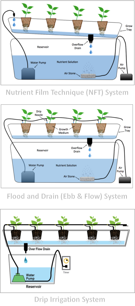 Best Benefits of Hydroponics - Fyntek