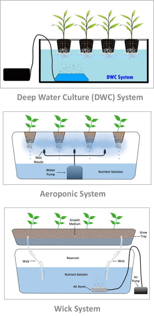 Best Benefits of Hydroponics - Fyntek