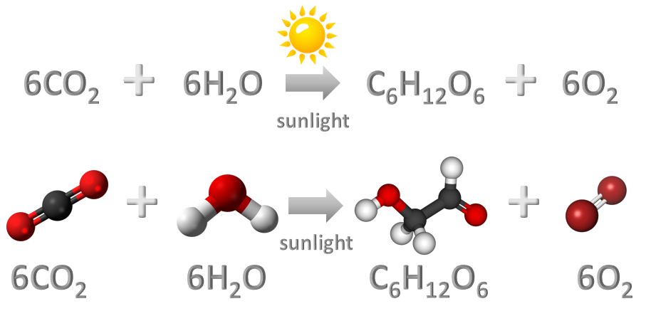 photosynthesis-fyntek